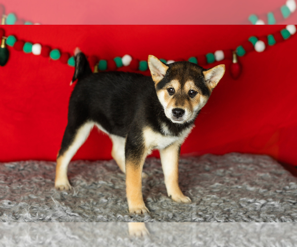Medium Photo #5 Shiba Inu Puppy For Sale in MILLERSBURG, IN, USA