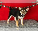Small #4 Shiba Inu