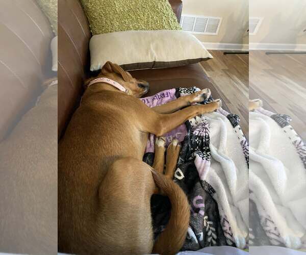 Medium Photo #3 Beagle-Unknown Mix Puppy For Sale in Ball Ground, GA, USA