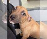 Small #1 American Pit Bull Terrier Mix