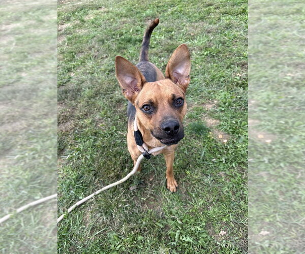 Medium Photo #3 Shepradors Puppy For Sale in Evansville, IN, USA