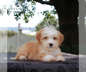 Bernedoodle-Poodle (Miniature) Mix Puppy for sale in NARVON, PA, USA