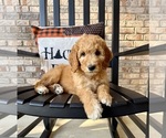 Image preview for Ad Listing. Nickname: Gidget