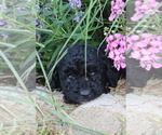 Small Photo #8 Poodle (Miniature) Puppy For Sale in MEMPHIS, MO, USA