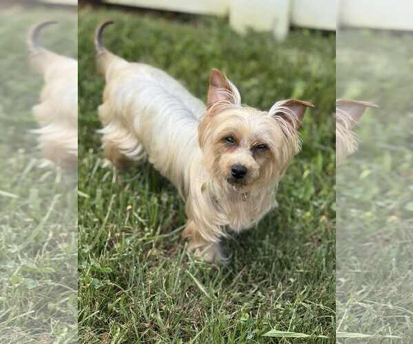 Medium Photo #4 Mutt Puppy For Sale in Sykesville, MD, USA