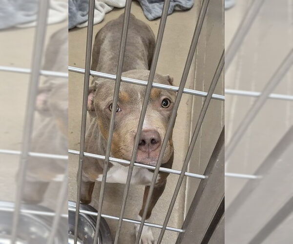 Medium Photo #1 Mutt Puppy For Sale in Decatur, IL, USA