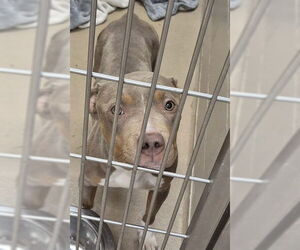 Mutt Dogs for adoption in Decatur, IL, USA