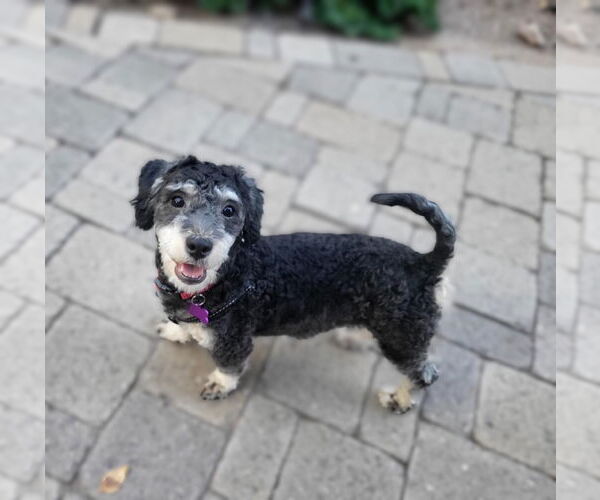 Medium Photo #4 Poodle (Miniature)-Unknown Mix Puppy For Sale in Phoenix, AZ, USA
