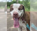 Small #2 American Pit Bull Terrier Mix