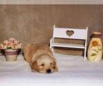 Puppy Rover Golden Retriever