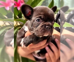 French Bulldog Puppy for sale in OJAI, CA, USA