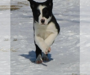 Border Collie Puppy for sale in STANCHFIELD, MN, USA