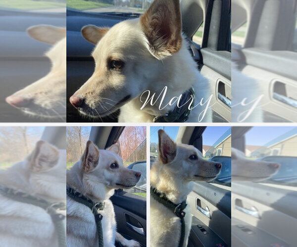 Medium Photo #1 Pomsky Puppy For Sale in Pierceton , IN, USA