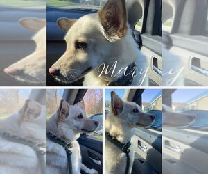 Pomsky Dogs for adoption in Pierceton , IN, USA