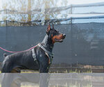 Small #13 Doberman Pinscher