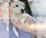 Small #2 Chihuahua Mix