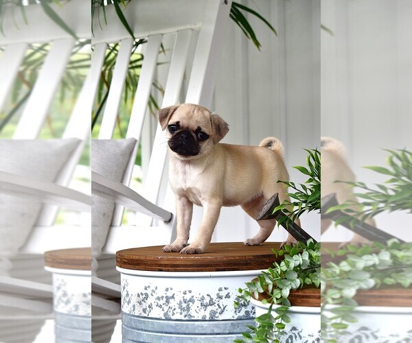 Medium Photo #3 Pug Puppy For Sale in HARTLY, DE, USA