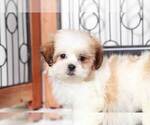 Small Photo #3 Zuchon Puppy For Sale in NAPLES, FL, USA