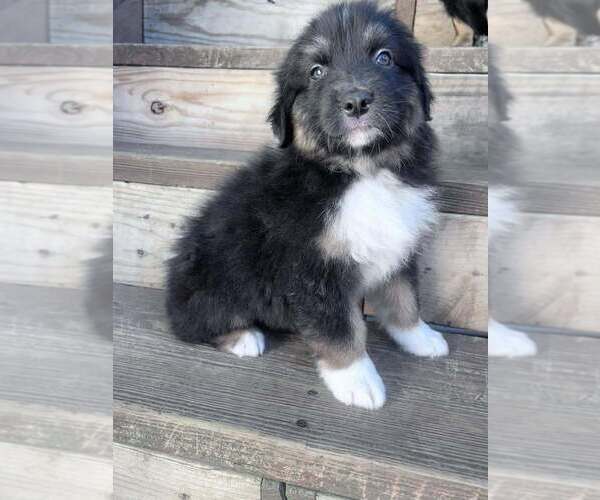 Medium Photo #1 Australian Shepherd Puppy For Sale in HARRISON, OH, USA