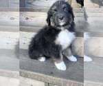 Image preview for Ad Listing. Nickname: BEAR