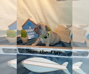 French Bulldog Puppy for Sale in PAWTUCKET, Rhode Island USA