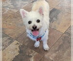 Small Poodle (Miniature) Mix