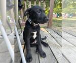 Small #3 Labrador Retriever Mix