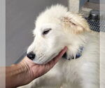Small #6 Great Pyrenees
