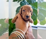 Small Photo #6 Goldendoodle Puppy For Sale in JACKSONVILLE, FL, USA
