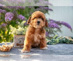 Poovanese Litter for sale in CAPAC, MI, USA