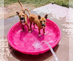 Small #10 Labrador Retriever Mix