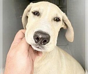 Labrador Retriever-Unknown Mix Dogs for adoption in Houston, TX, USA