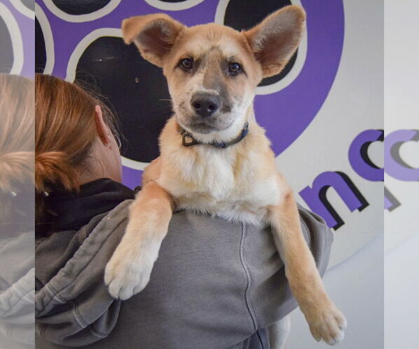 Medium Photo #5 Catahoula Leopard Dog-German Shepherd Dog Mix Puppy For Sale in Huntley, IL, USA