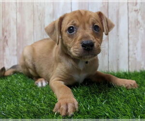 Chihuahua-Unknown Mix Dogs for adoption in Lakewood, CO, USA