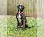 Small #1 Labrador Retriever Mix