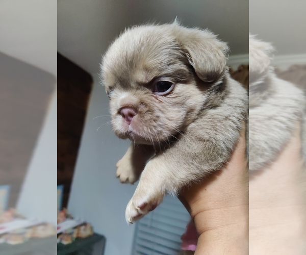 Medium Photo #35 French Bulldog Puppy For Sale in HIGHLAND VILL, TX, USA