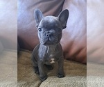 Small Photo #7 French Bulldog Puppy For Sale in GUILFORD, ME, USA