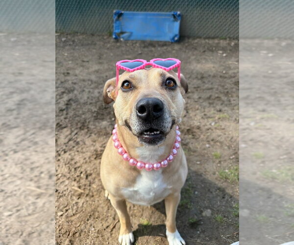 Medium Photo #15 American Staffordshire Terrier-Unknown Mix Puppy For Sale in Brewster, NY, USA