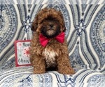 Small Photo #12 Shih-Poo Puppy For Sale in LAKELAND, FL, USA