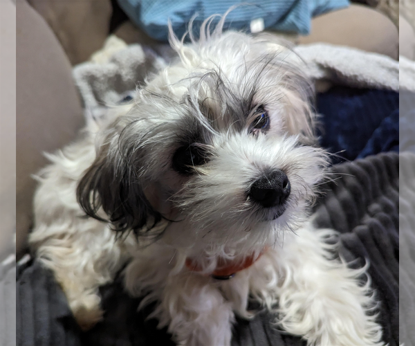 Medium Photo #2 Maltipoo Puppy For Sale in Redmond, WA, USA