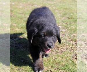 French Bulldog Puppy for sale in CLAYTON, WA, USA