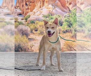 German Shepherd Dog-Unknown Mix Dogs for adoption in Riverside, CA, USA