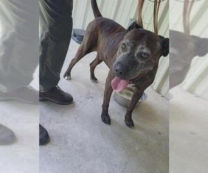 American Pit Bull Terrier Dogs for adoption in Temple, TX, USA