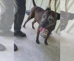 Small American Pit Bull Terrier