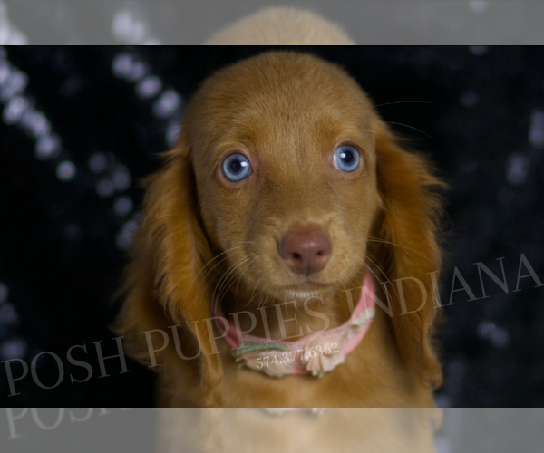 Medium Photo #2 Dachshund Puppy For Sale in WARSAW, IN, USA