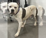 Small American Bulldog Mix