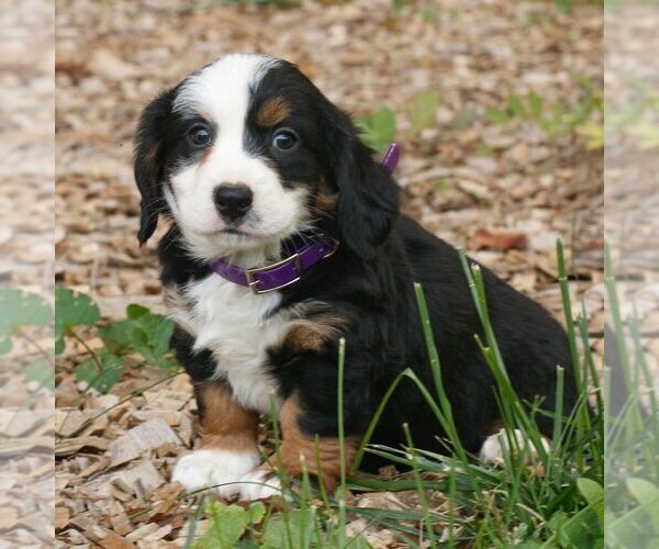 Medium Photo #4 Bernedoodle (Miniature) Puppy For Sale in HONEY BROOK, PA, USA