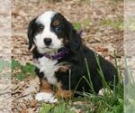 Small Photo #4 Bernedoodle (Miniature) Puppy For Sale in HONEY BROOK, PA, USA