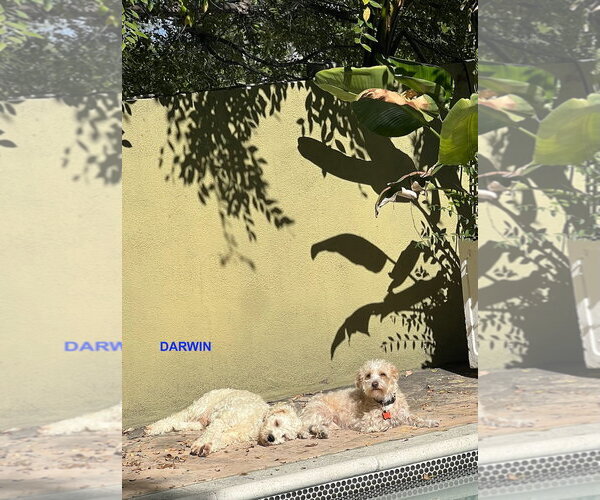 Medium Photo #3 Poodle (Miniature) Puppy For Sale in Woodland Hills, CA, USA