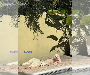 DARWIN - Male Poodle (Miniature) Dog for Adoption - Photo #3